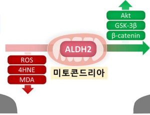 탈모 치료 실마리 찾았다…‘ALDH2’ 활성화해 모발 성장 유도