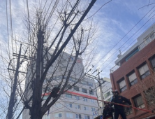 한파 강풍으로 부산지역에서 4건의 강풍 피해 발생