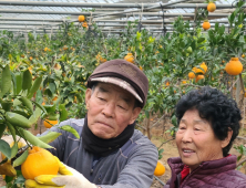 기후변화 대응 고성 아열대 과수 ‘한라봉’ 설 명절 선물로 제격