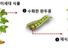 식물 내 미세⋅나노플라스틱 다음 세대로 전이 된다