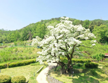 김해시 김해 대표 상징할 '시목(市木)' 찾는다 [김해소식]