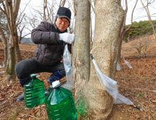 지리산 '산청 고로쇠' 맛보러 오세요 [포토뉴스]