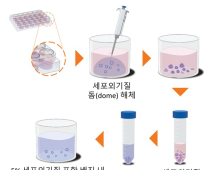 나노물질이 인체에 미치는 독성 평가 물질 '오가노이드' 대량 배양