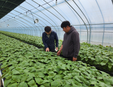 산청 새내기 청년농 최현준씨, 깻잎 수확 구슬땀