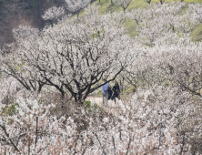 에버랜드, 매화 테마정원 ‘하늘정원길’ 15일 조기 오픈