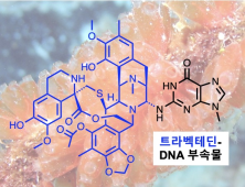 멍게 추출물이 암세포를 죽이는 과정 규명