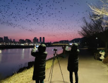 전국 최대 떼까마귀 월동지 울산, 최대 7만 5천여 마리 개체 수 발견 