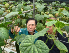 성낙인 창녕군수, 일조량 부족에 따른 피해 농가 현장 방문