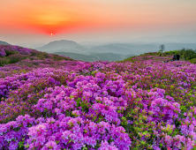 '진분홍빛 산상의 화원' 합천 황매산철쭉제 27일 개최