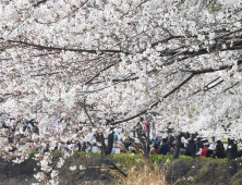 ‘벚꽃연금’ 대신 용돈? 늦어지는 개화에 더딘 역주행