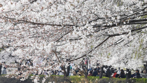 ‘벚꽃연금’ 대신 용돈? 늦어지는 개화에 더딘 역주행