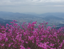 진달래·홍도화 붉은 물결, 밀양 종남산에서 봄을 맞이해요