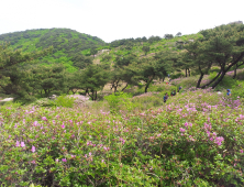 '양산 천성산 철쭉제' 5월4일부터 천성산에서 개최 [양산소식]