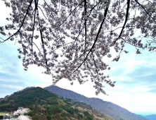 의령 자굴산 색소폰도로 벚꽃 절정 