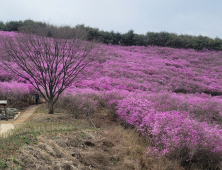 화왕산은 온통 연분홍 진달래 세상~