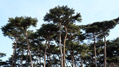 “느려도 너무 느리다” 밀원숲 회복까지 100여년 [꿀 없는 꿀벌②]