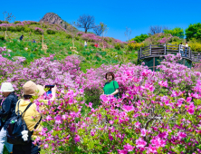 산청황매산철쭉제 성황…7만명 방문·경제효과 1억 8000만원