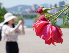 뚝섬한강공원에 활짝 핀 ‘5월의 장미’ [쿠키포토]