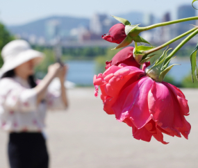 뚝섬한강공원에 활짝 핀 ‘5월의 장미’ [쿠키포토]