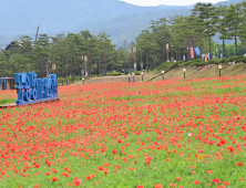 청송군, 주왕산관광단지에 꽃양귀비 개화 시작