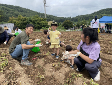 서산 팔봉산 감자, 전년대비 수확량 증가로 1박스(10kg) 만원에 거래돼