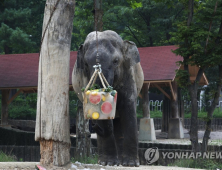 과일 슬러시에 활우럭까지…서울대공원 동물들의 여름나기 특별식