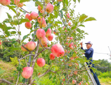 ‘아삭아삭’ 산청 황매산골 햇사과 본격 출하