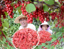 문경시, ‘다섯가지 맛의 비밀, 오미자 축제’ 개최 외 [문경소식]