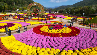 인제 가을꽃축제, 29일 용대리 일원서 개막