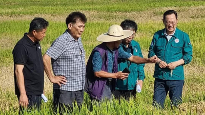 수확 앞둔 전남 들녘 ‘벼멸구’ 폭탄