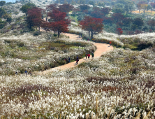 살랑살랑 가을 은빛 