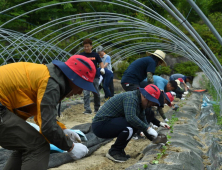 화천군청 모든 공직자, 가을철 농촌 일손돕기 '구슬땀'