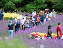 인제 가을꽃축제 방문객 20만명 눈앞…지역경제 마중물 역활 '톡톡'