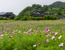 경주 양동마을서 ‘코스모스 물결’ 만끽하자