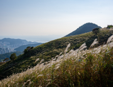 부산 도심 산에서 가을 정취 물씬...승학산 장산 등 '억새밭' 장관