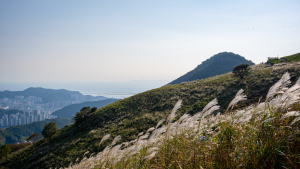 부산 도심 산에서 가을 정취 물씬...승학산 장산 등 '억새밭' 장관