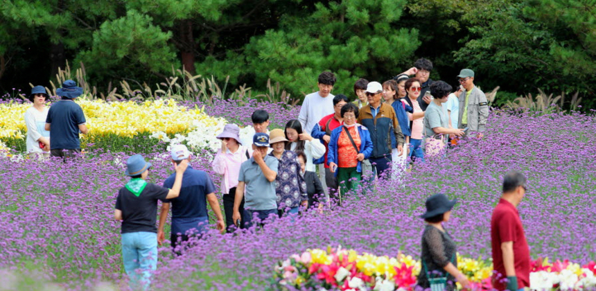 인제 가을꽃축제 25만명 찾았다…경제효과 229억원 창출