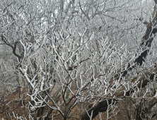 지리산국립공원 능선에 상고대가 ‘활짝’