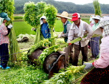 안동시 경북산업용헴프 규제자유특구, 3년 연장 승인