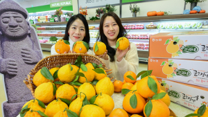 ‘달콤 새콤’ 한라봉 첫 출하!