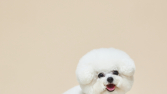 LG생활건강, 강아지 발씻자 ‘티슈형’ 출시