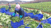 설 명절 앞두고 배추‧무 가격 ↑…농식품부 “철저히 관리”