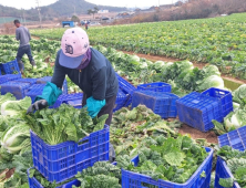 정부, 설 앞두고 배추 등 농산물 1만1000톤 공급…배·귤도 확대