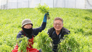 고랭지 지하암반수로 재배한 청정 밭미나리 수확