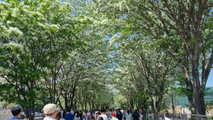 전주 팔복동 철길, 이팝나무꽃 개화기 전면 개방
