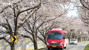 전주시, 마을버스 특별노선  벚꽃길 달린다