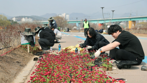가평군,  자라섬 관광객 맞이 위해 봄꽃심어 