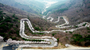 의령 자굴산 색소폰도로에서 ‘벚꽃 엔딩’