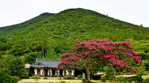 진도 운림산방 배롱나무, 산림청 ‘올해의 나무’ 선정