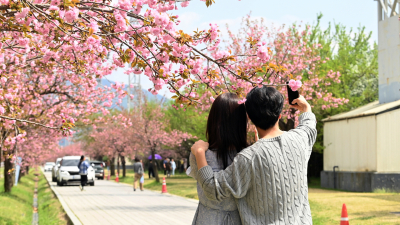 하남시, 봄꽃 명소로 미사경정공원과 미사호수공원 선정